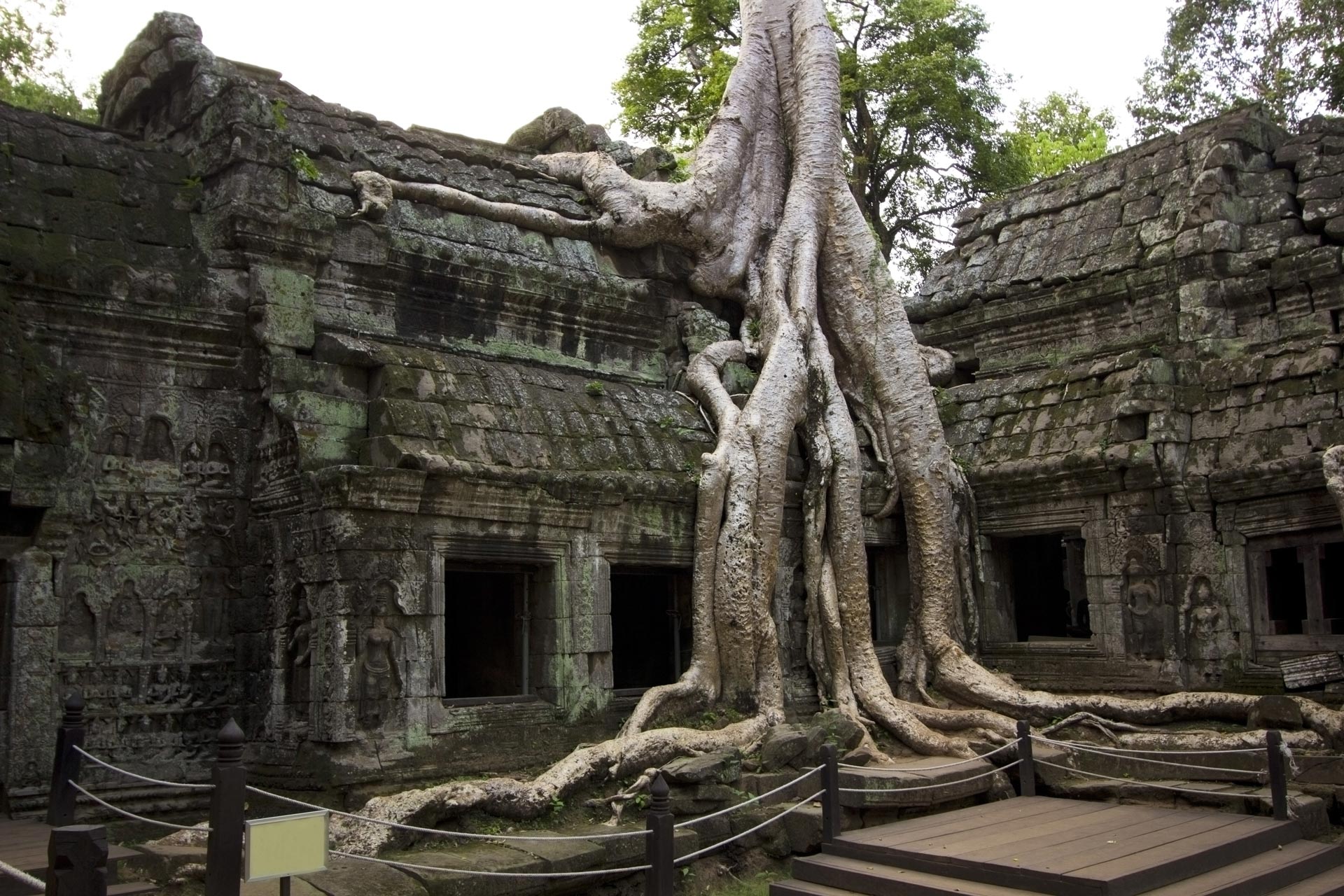 Angkor Wat - Big Tree Roots fareast247