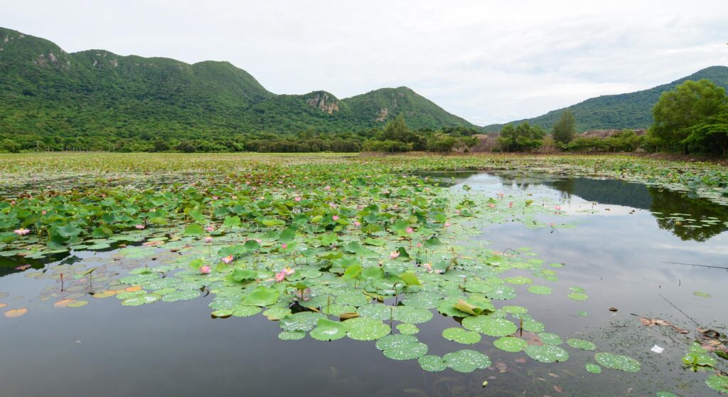 Vietnam,Flower,,Lotus,Flower,Bloom,In,Pink,,Green,Leaf,On - Fareast247