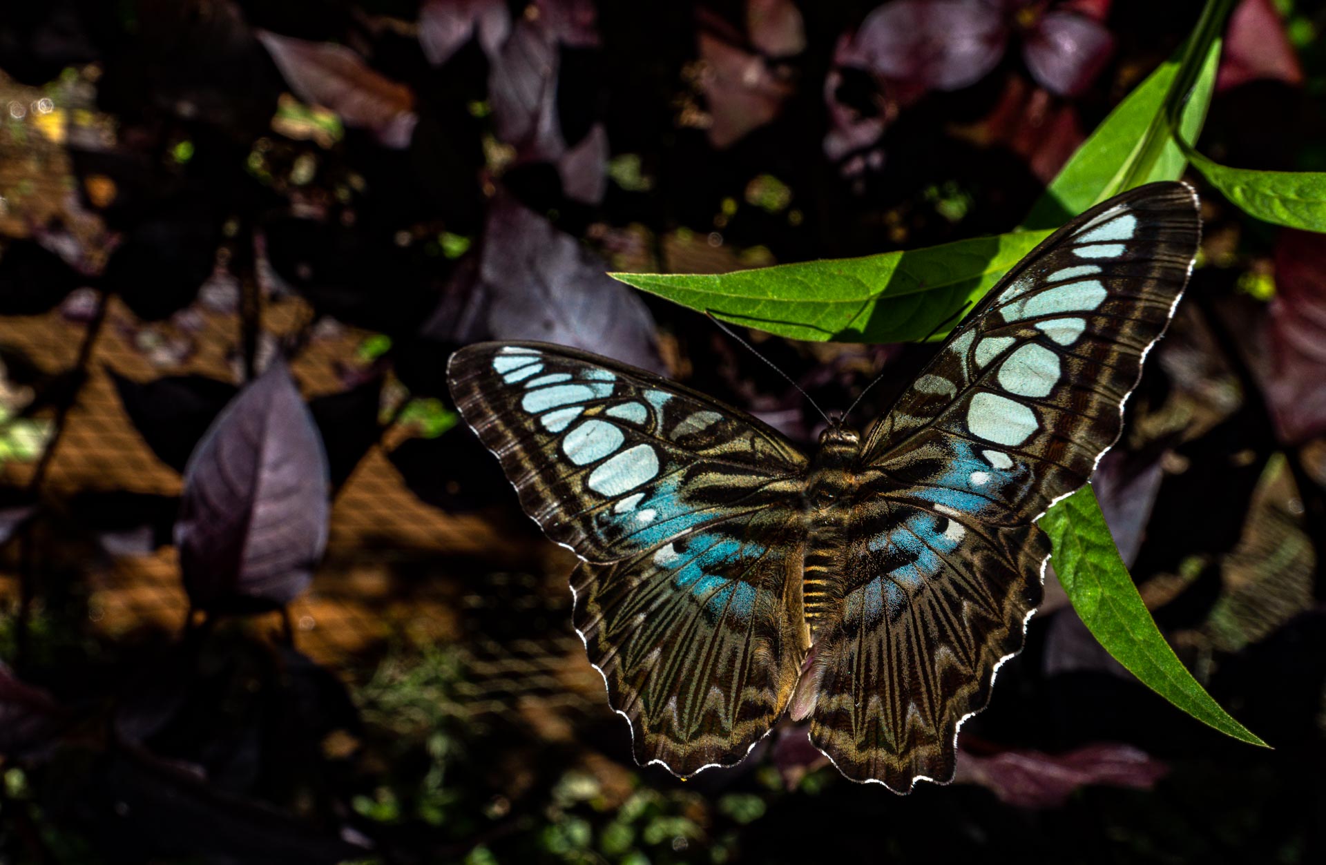 Siem Reap - Blue Butterfly Park fareast247