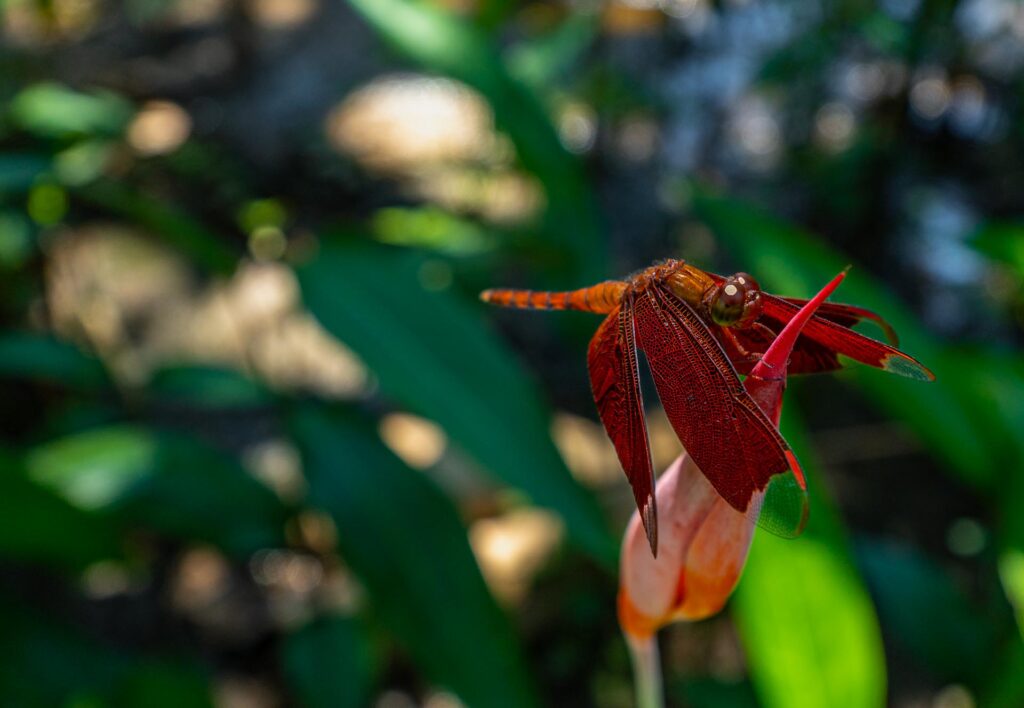 Siem Reap - Carving Workshop fareast247